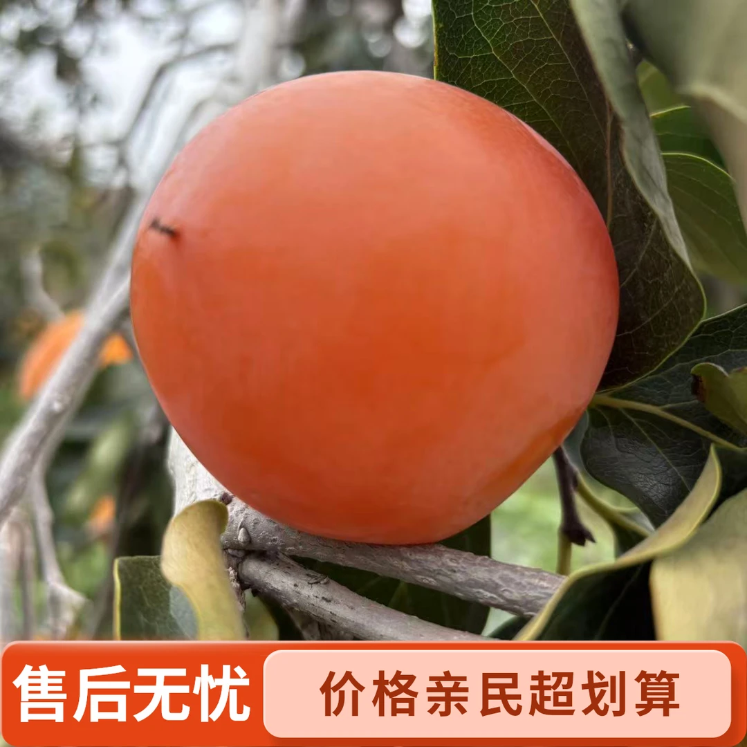 【放软再吃】精选特大果陕西富平尖柿子新鲜应季水果放软吃清甜可口