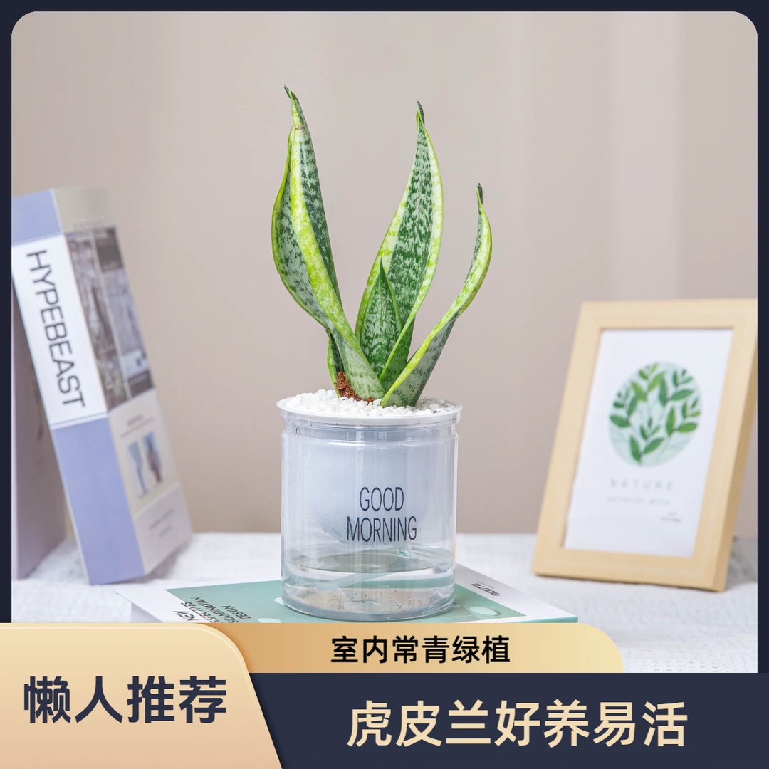 虎皮兰带盆种好发货室内懒人观叶绿植盆栽好养易活