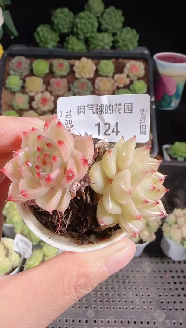 肉气球1028-124麦秆