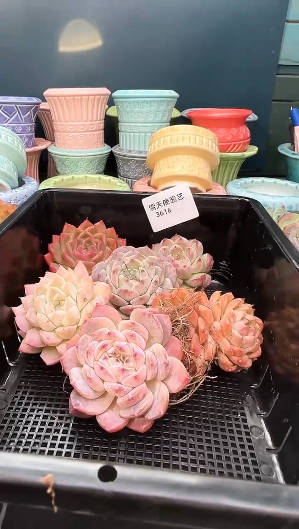 3 616   多肉 6  颗