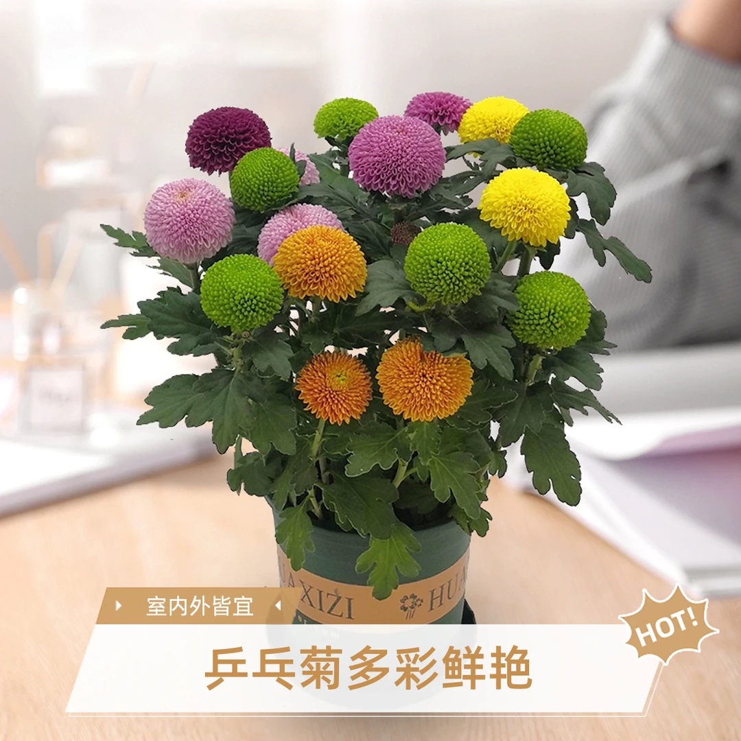 春季花卉苗木乒乓菊花苗四季开花绿植物盆栽庭院阳台地栽易活好养