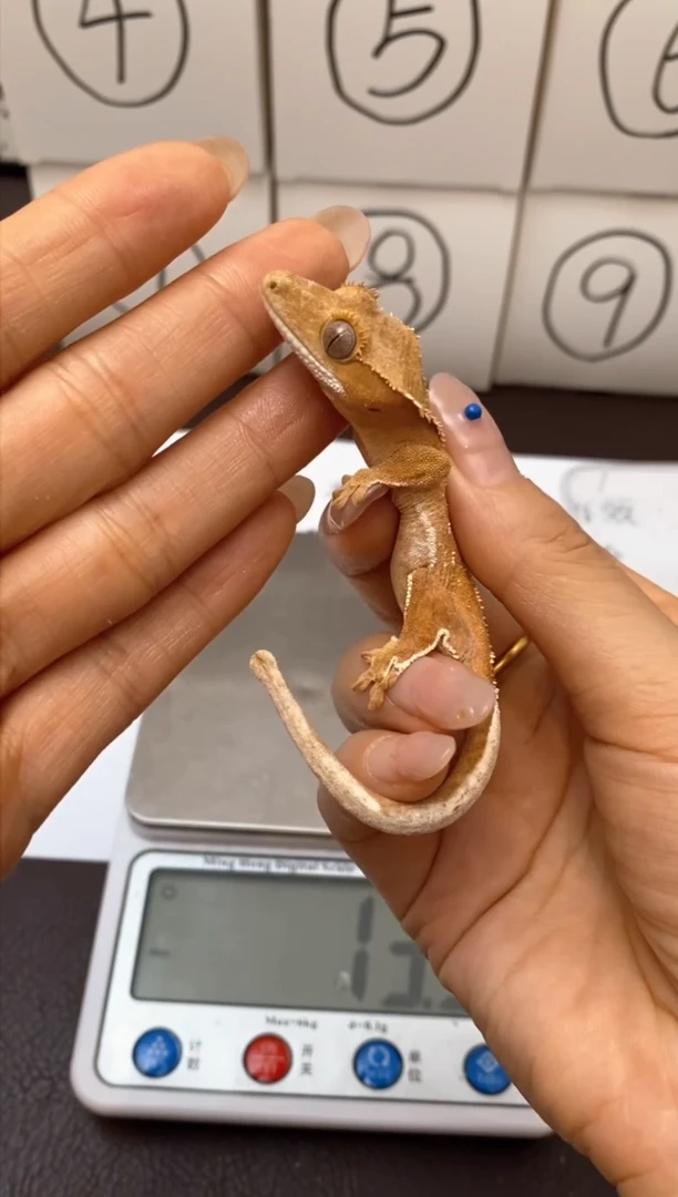 睫角守宫Scale Tail 爬宠J5