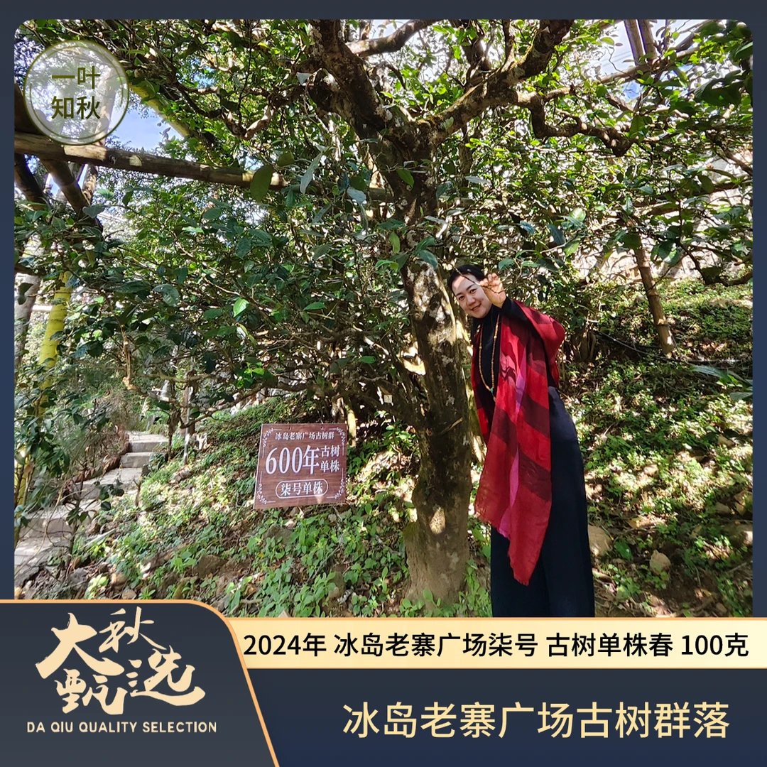 2024年 冰岛老寨核心区 广场 柒号古树单株 春茶散料100克 普洱茶
