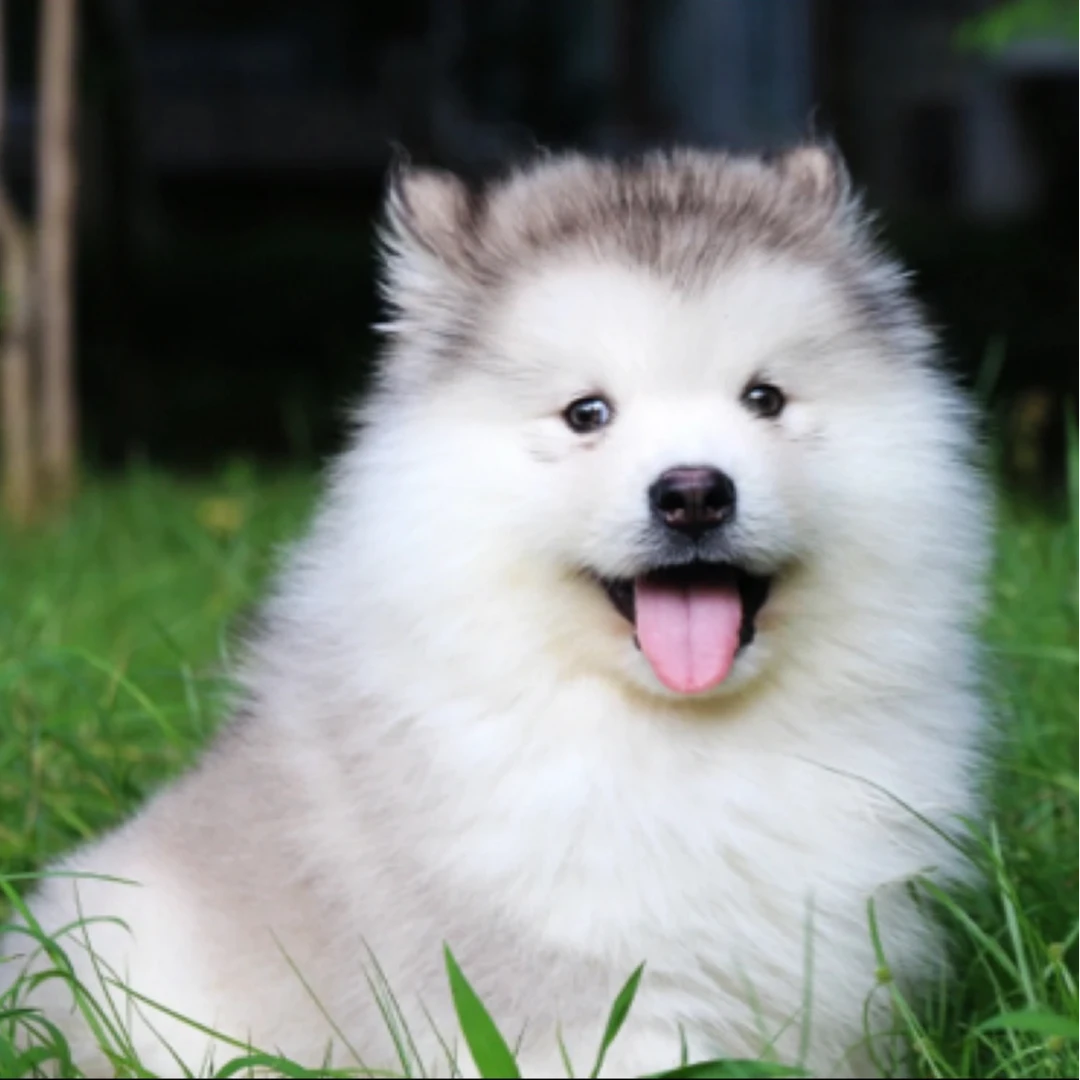 （鸿涛家）T狗狗活体