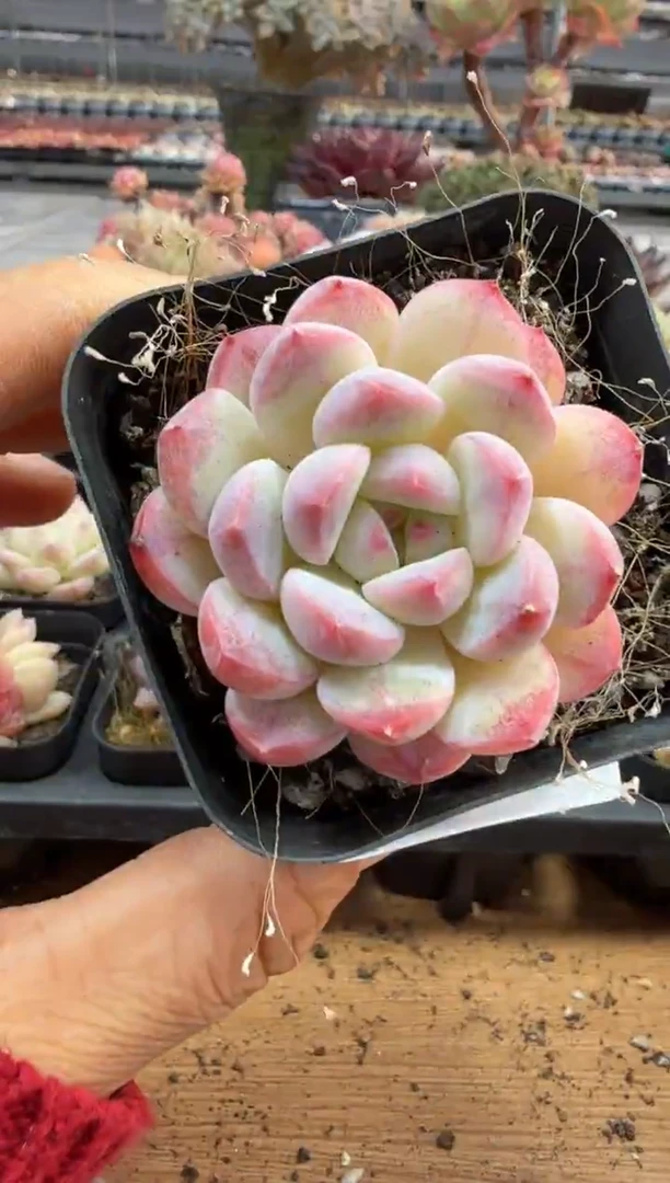 东云多肉园二店-279