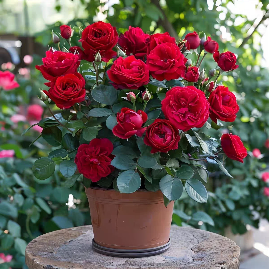 中国红月季大盆红色大花好新手养阳台庭院勤花丰花四季开花