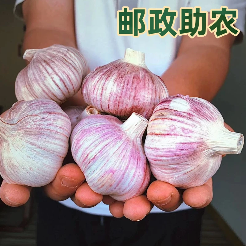 【邮政补贴】山东新紫皮干蒜 2025年新蒜产地直发zc