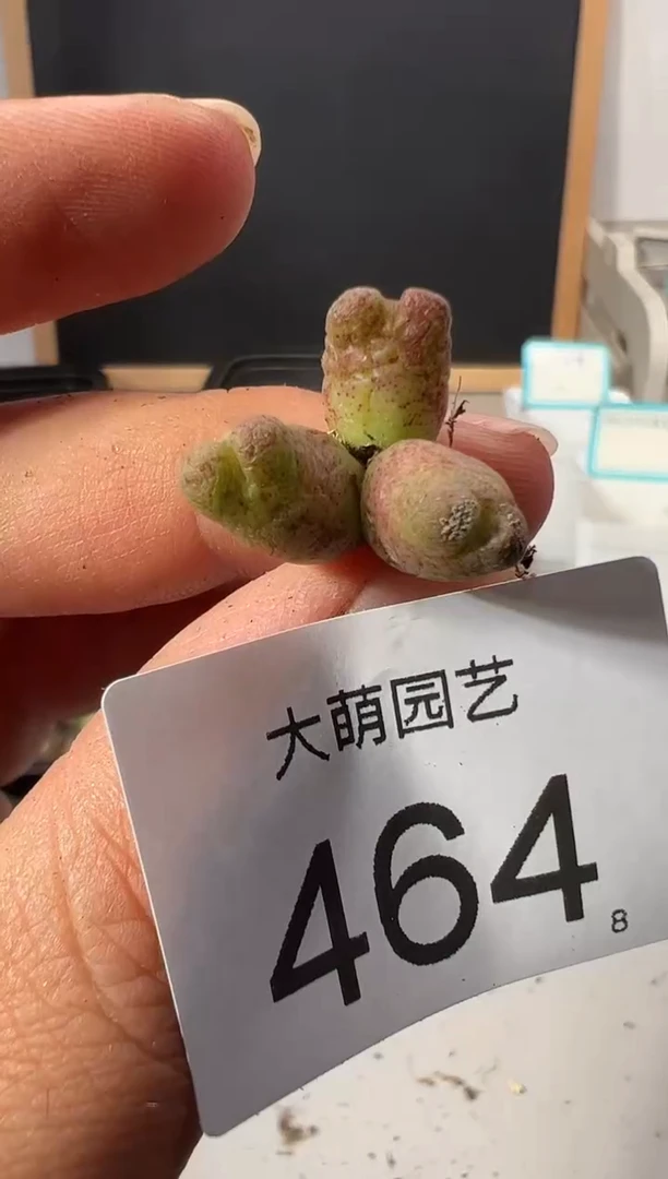 【闪购商品】+++464