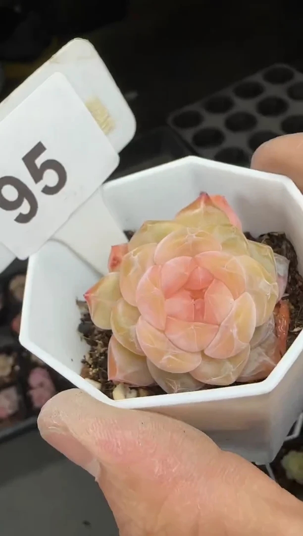 【闪购商品】一物一拍0213—95