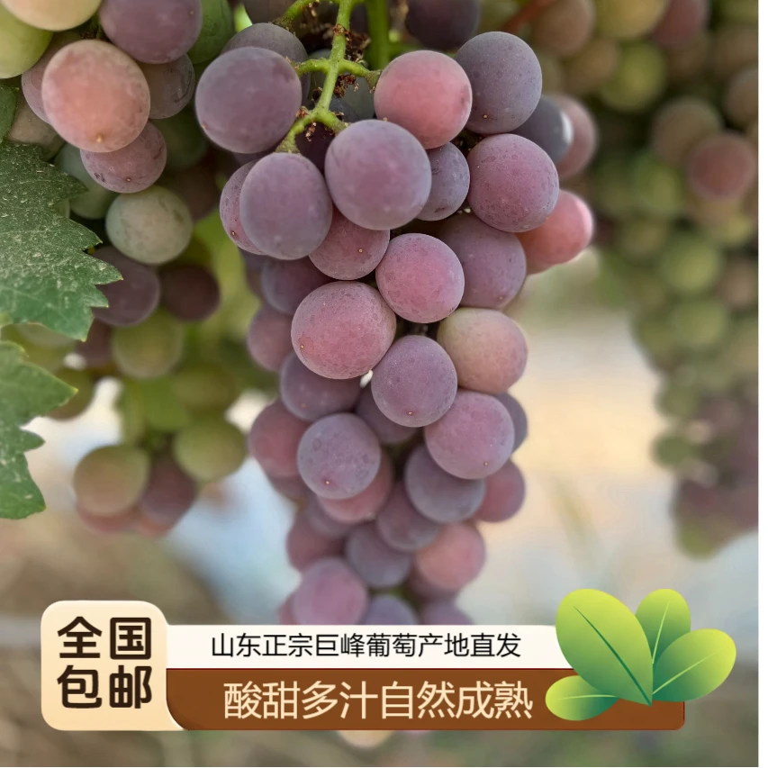 自然成熟无催熟巨峰葡萄酸甜多汁果园直发当季水果冷藏后口感更佳
