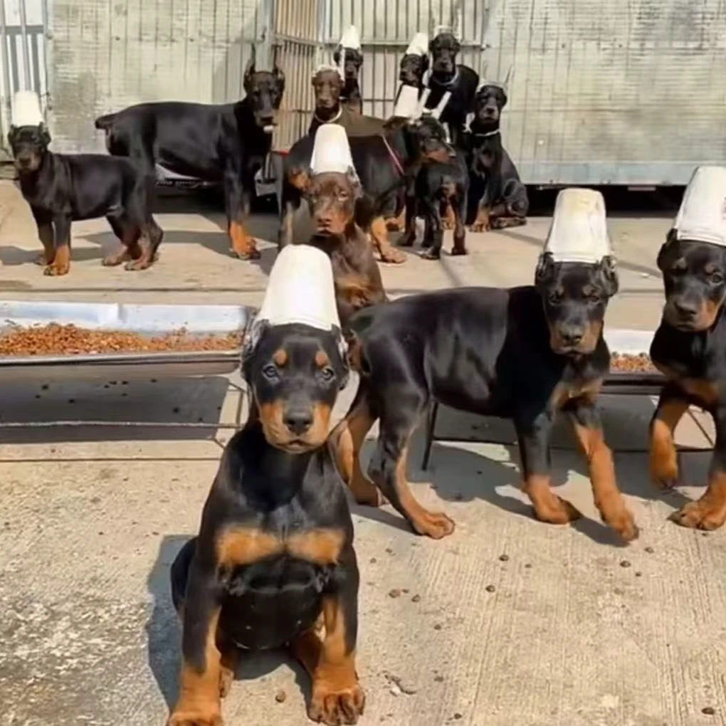 【九妹杜宾】杜宾宠物活体萌宠大型犬狗活体护卫犬猎犬