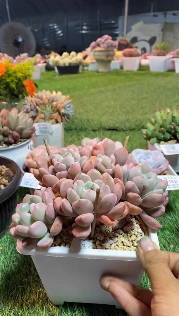 【闪购商品】0230a