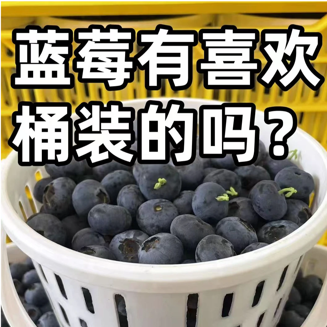 顺丰大桶装5斤/10斤花香蓝莓中果新鲜采摘酸甜爆汁水果14mm-17mm江苏连云港江苏省江苏省