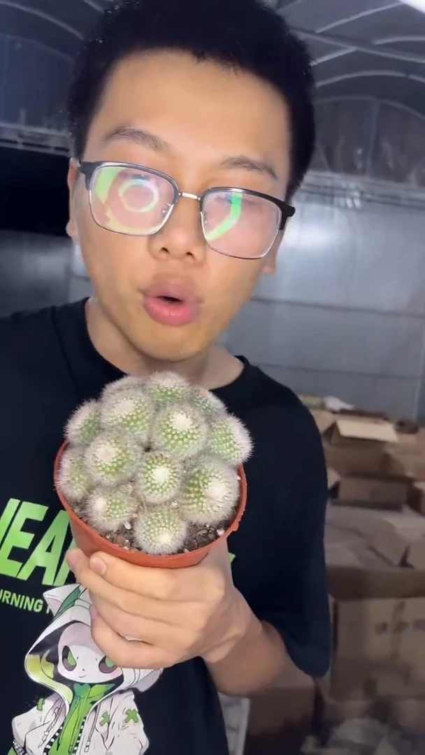 红芙蓉 群生【带根】9-12cm