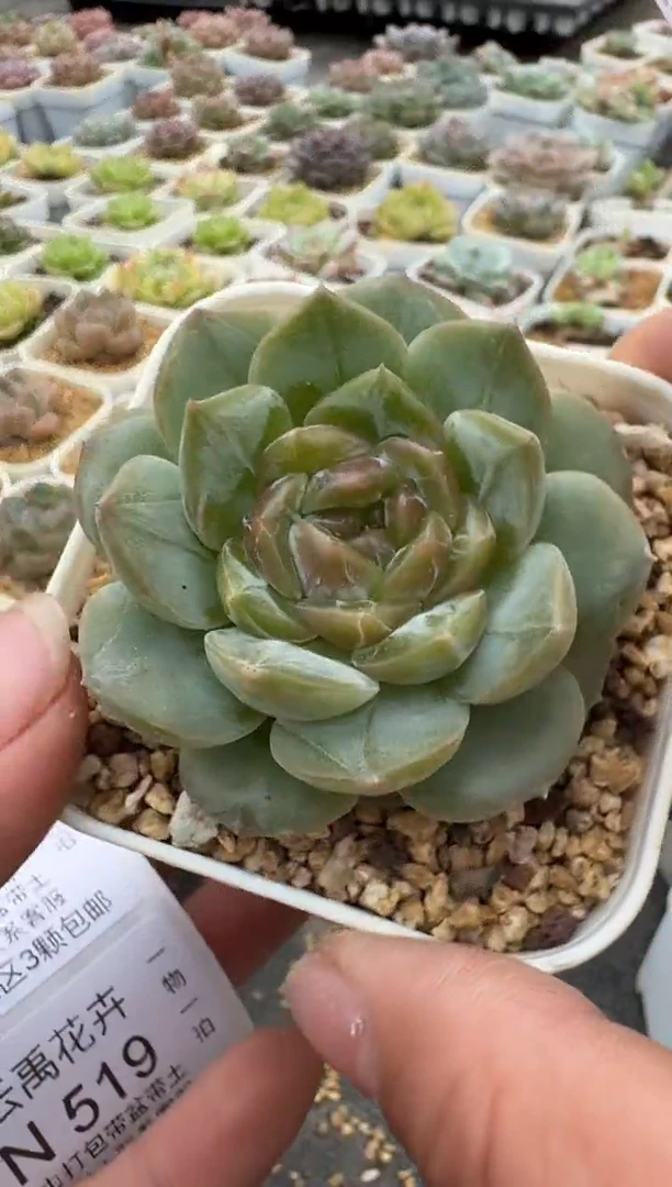517N带盆土发(6.5cm杯） 当场拍3颗以上包柚 多肉植物 一物一拍