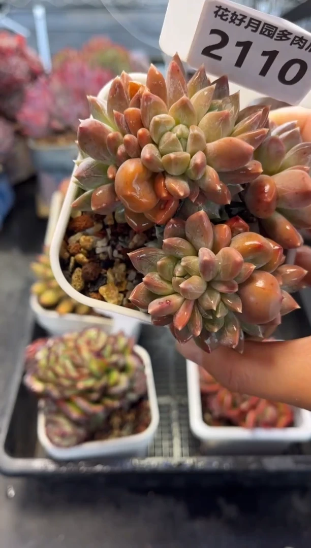 草***甜2110（满30包邮，天冷必拍保温箱）