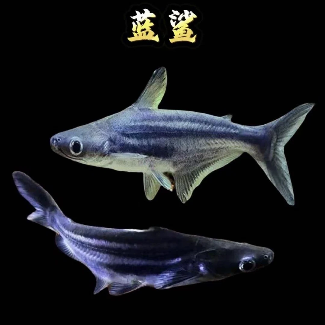 淡水蓝鲨劳伦迪鲨观赏鱼热带大型鱼群游清洁鱼龙鱼配鱼