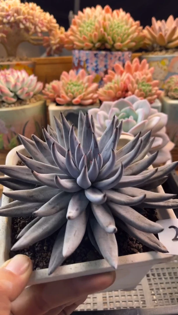 11.18-21魔爪1·11111111111111