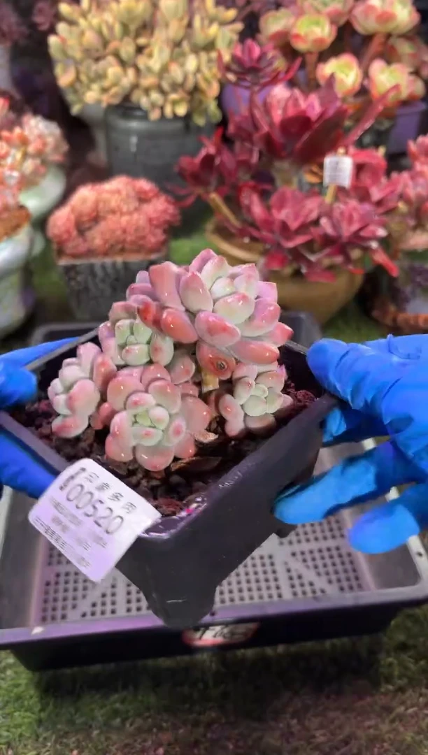 【闪购商品】00520