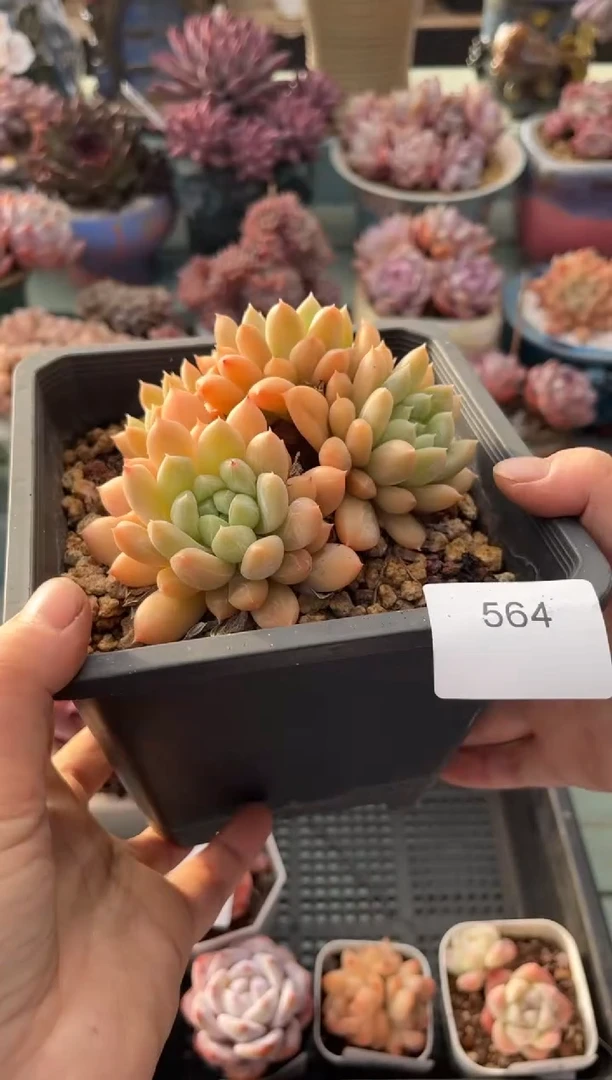 564群生百达翡翠多肉