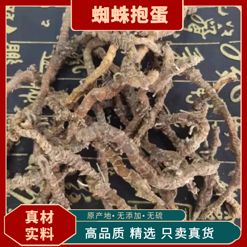 【蜘蛛抱蛋】深山中草药材包邮蜘蛛抱蛋赶山鞭竹叶盘斩龙剑九龙盘