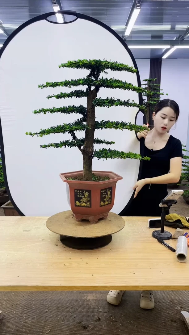 无花朵亮*、000000000000000