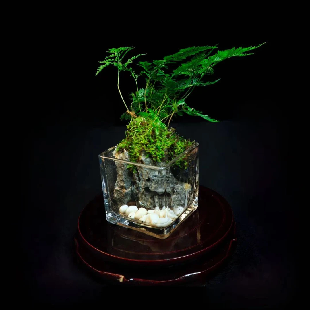 【微景居】半壁江山 小方缸狼尾蕨 福利款桌面山水景观8*8