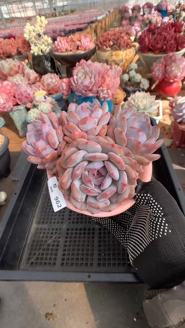 962韩橙多肉植物一物一拍