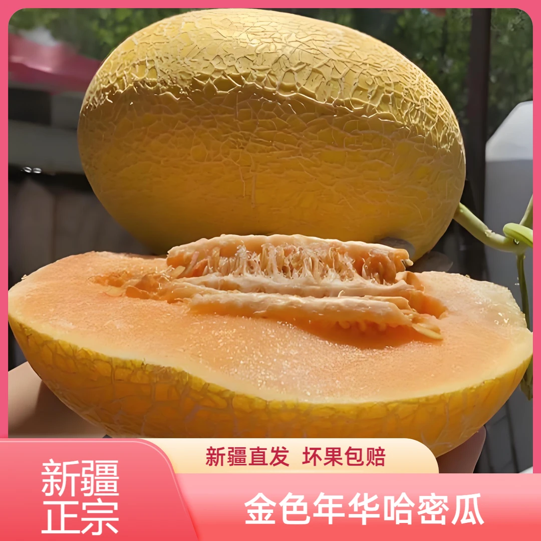 新疆金色年华哈密瓜吐鲁番应季新鲜水果现摘现发新疆直发脆甜多汁