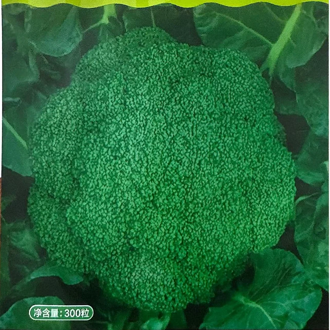 青秀西兰花减脂抗热耐寒耐湿抗病根系发达种子阳台盆栽小院种植