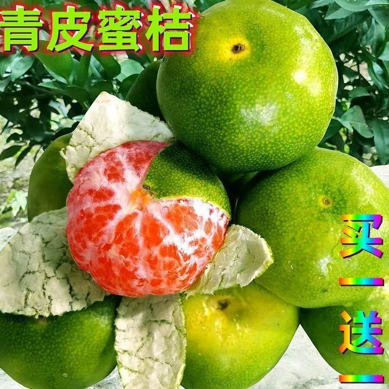 青皮蜜桔苗日南一号桔苗早熟青柑橘苗嫁接无核蜜桔子树苗