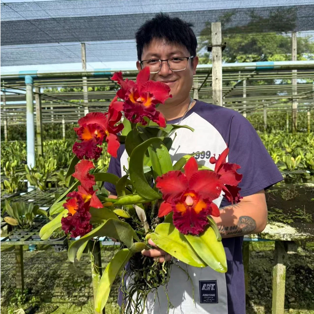 【南诏二级】曼谷红卡特兰 大花浓香 艳丽纯正红 稀缺卡特兰
