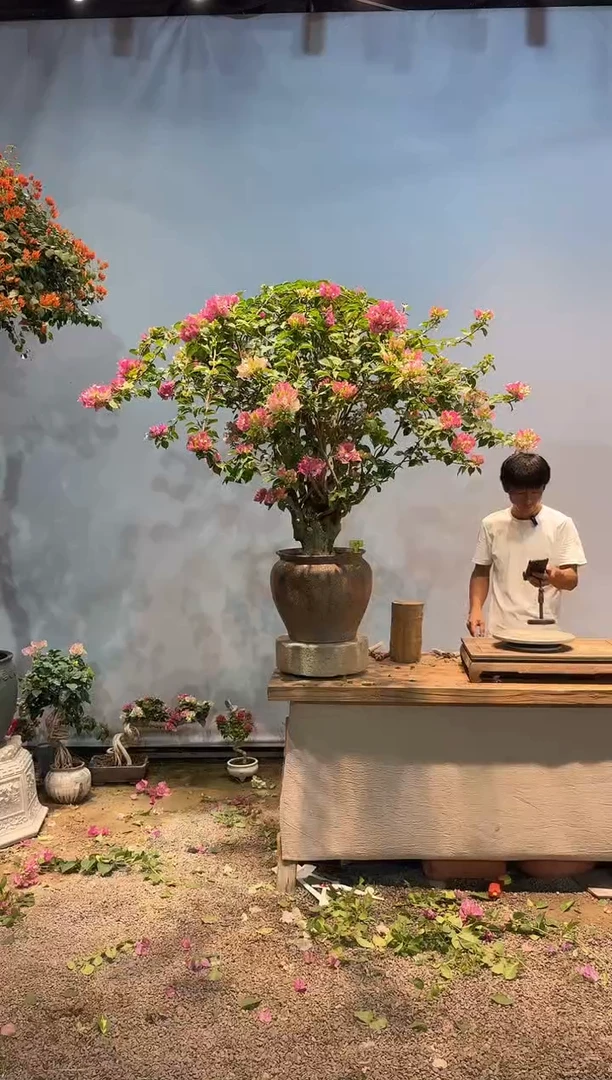 全部花朵添*三角梅29