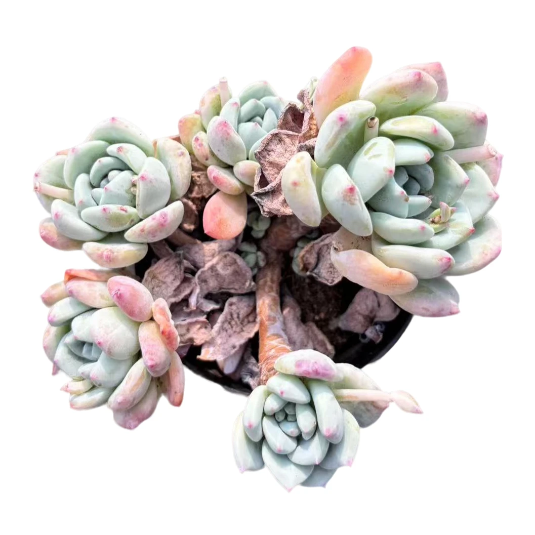 【望舒 120盆】 精品丸叶老桩多肉植物 办公桌阳台院子养护 脱土裸