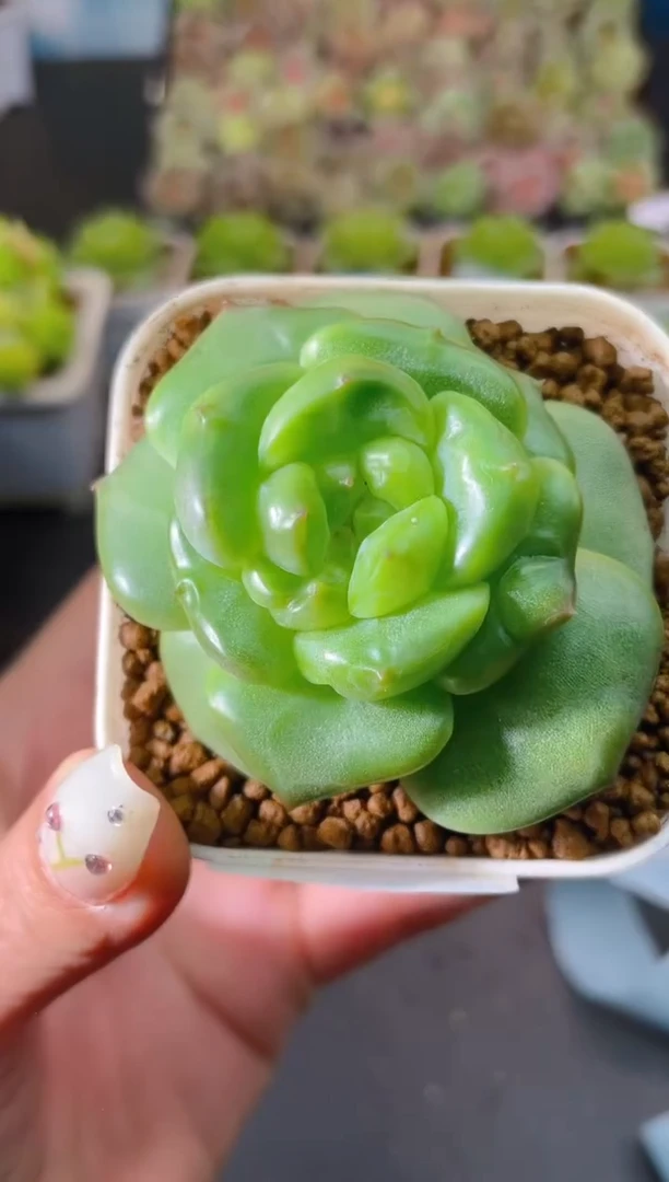 686新珍妮一物一拍