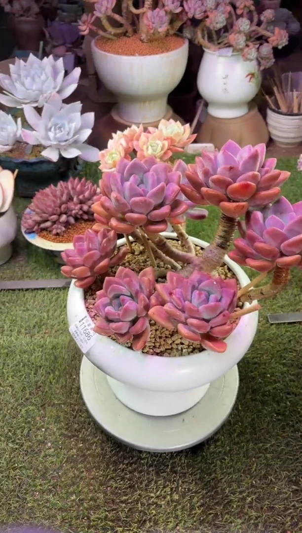 【闪购商品】11686