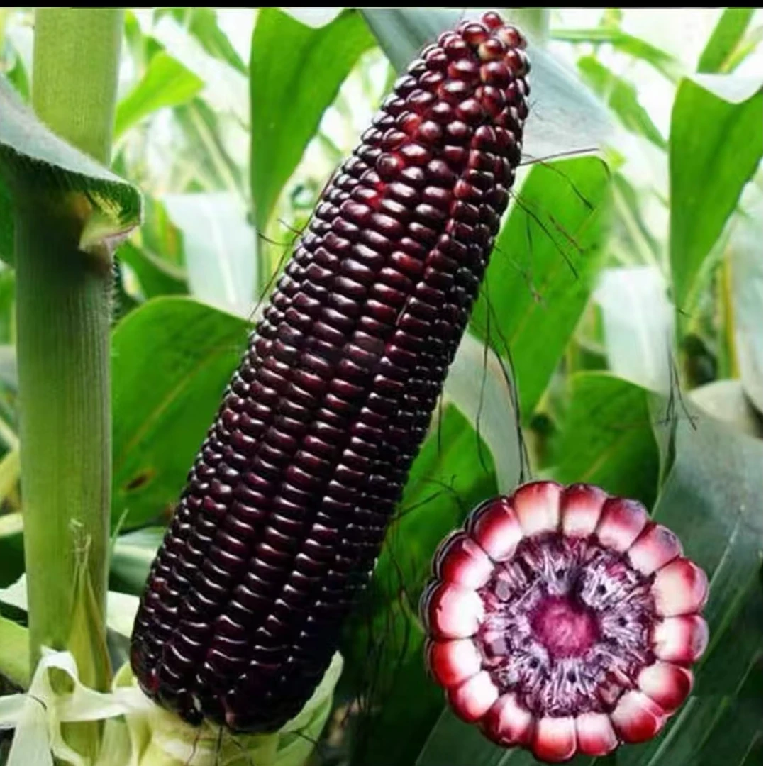 高产软糯黑糯玉米种子甜黑糯玉米黑玉米种子苞米种子甜糯玉米种子