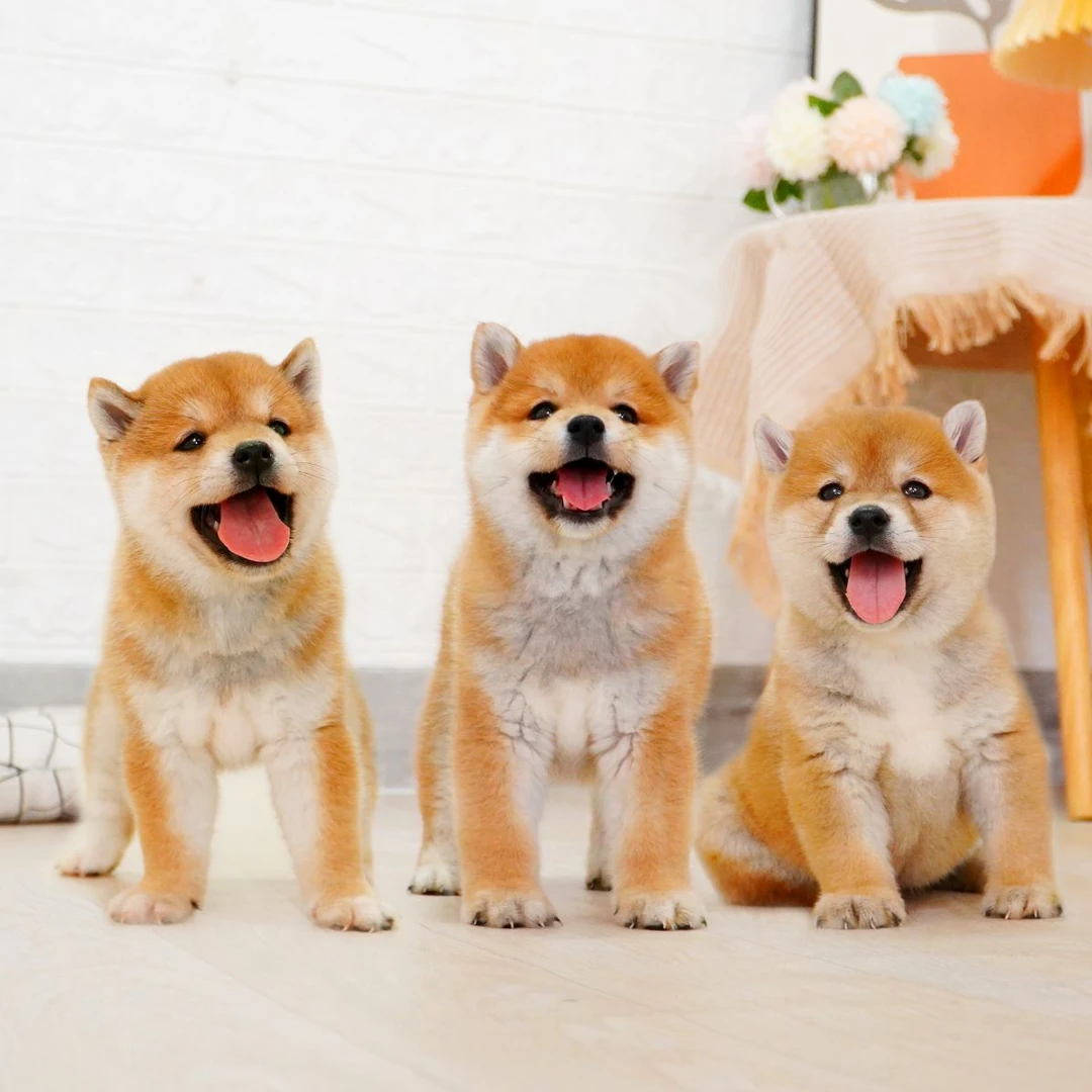 柴犬活体狗狗标柴豆柴赤柴黑柴白柴幼犬小型犬宠物狗