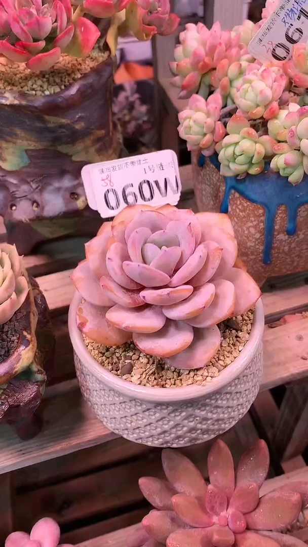 【闪购商品】060WWW