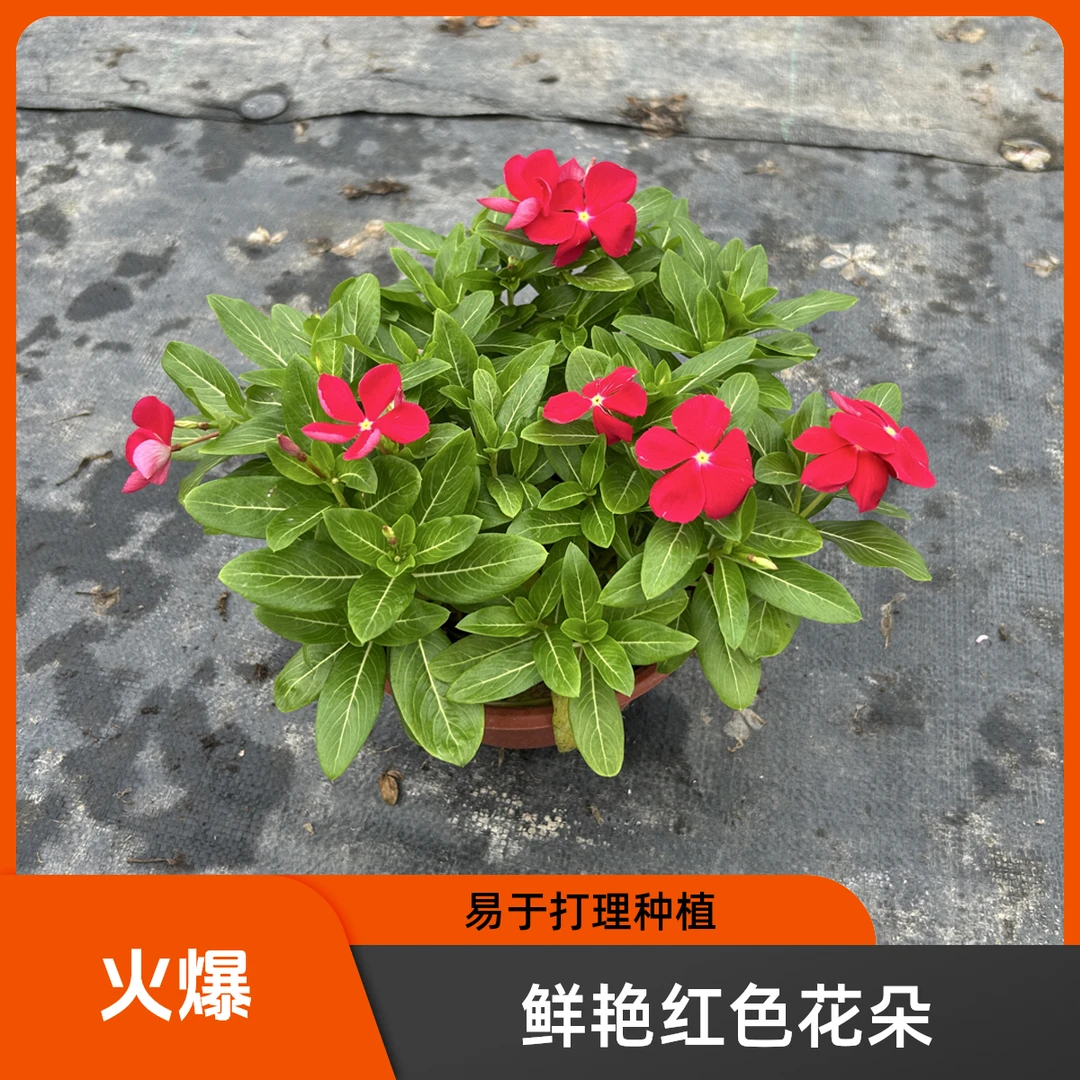一加仑小盆长春花天天开盆栽带花苞四季观花适合阳台客厅摆放