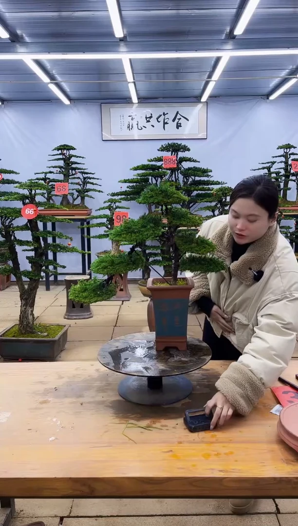 【闪购商品】高端盆景一物一拍，所见即所得