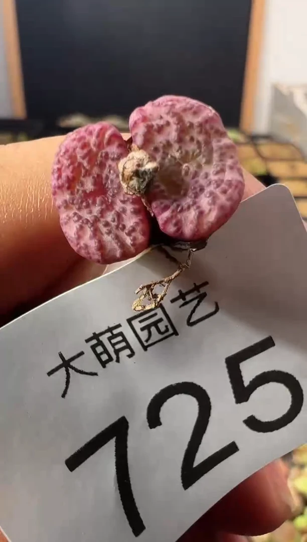 一物一拍                725