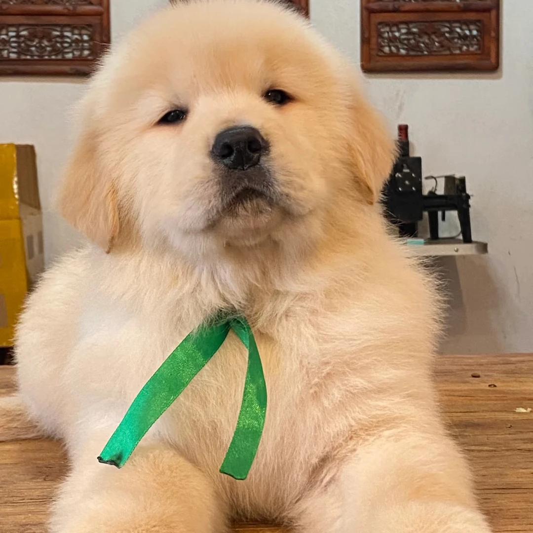 健康活泼幼犬金毛拉布拉多等多种狗狗