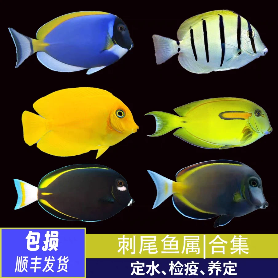 海水观赏鱼 下单阅读详情报损细则下单默认