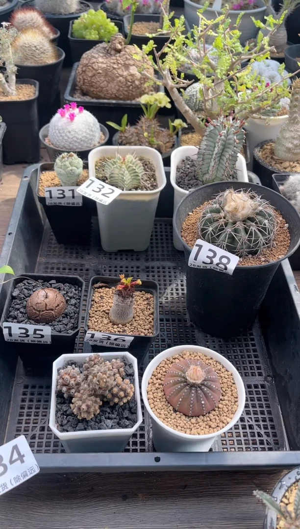 洋鬼殿士童专拍111