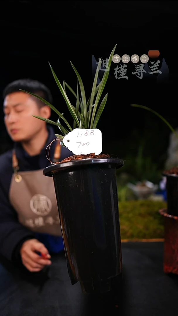 当前无花栽培后可以开花高**好春兰绿云（5苗连体）
