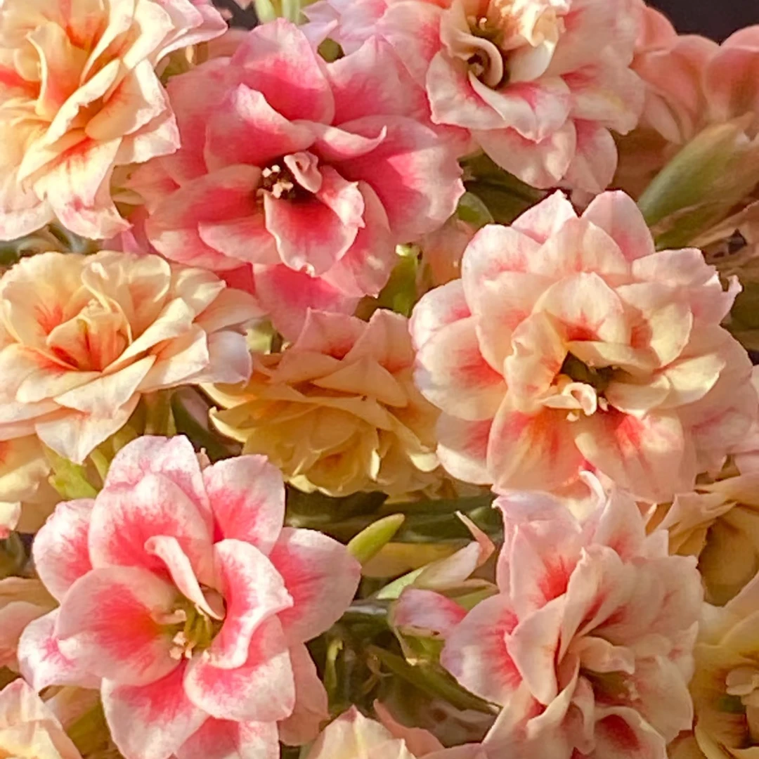 童话长寿花重瓣大花四季开花植物花卉室内精美盆栽包邮