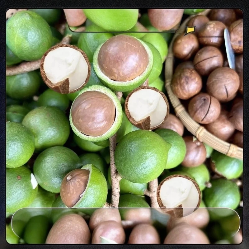 云南新鲜采摘夏威夷果（鲜果末开口22-24）清甜清香奶香