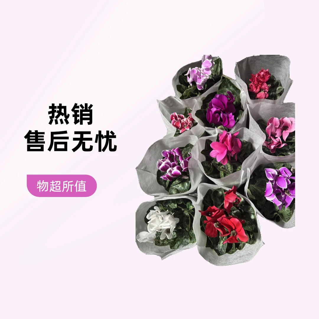 一颗大盆一颗小盆组合链接