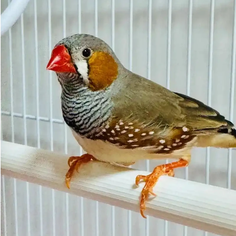 成年珍珠鸟活体 可繁殖适合家庭饲养温顺粘人宠物鸟